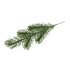 Picture of Branch: Nordic Spruce: 1 Piece: 25cm