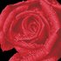 Picture of Diamond Painting Kit: Rose Dew