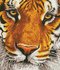 Picture of Diamond Painting Kit: Bengal Magic