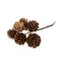 Picture of Pinecones on Wire: Natural: 1 Bunch of 6