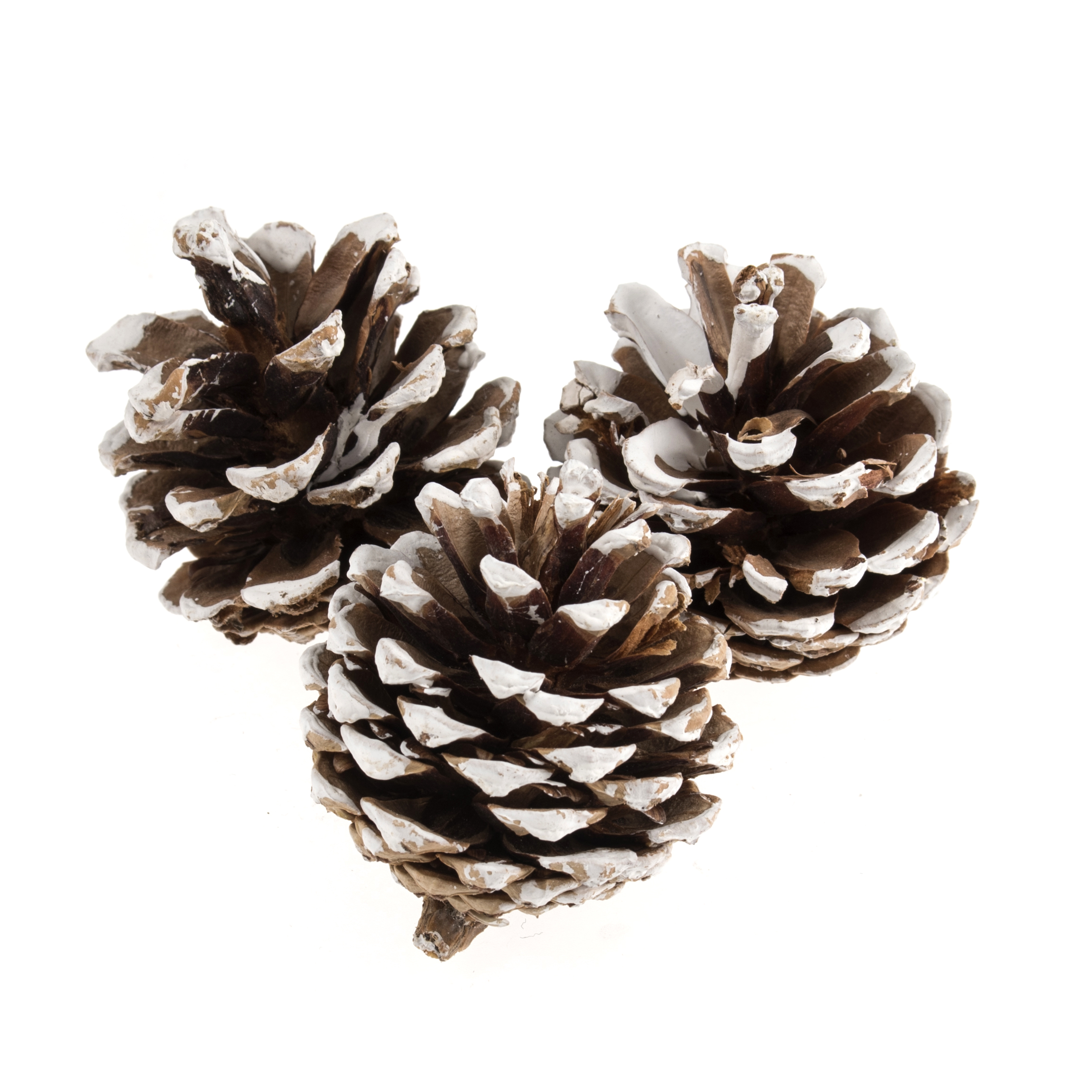 Picture of Pine Cones: White Tipped: 9 Pieces: 4.5cm