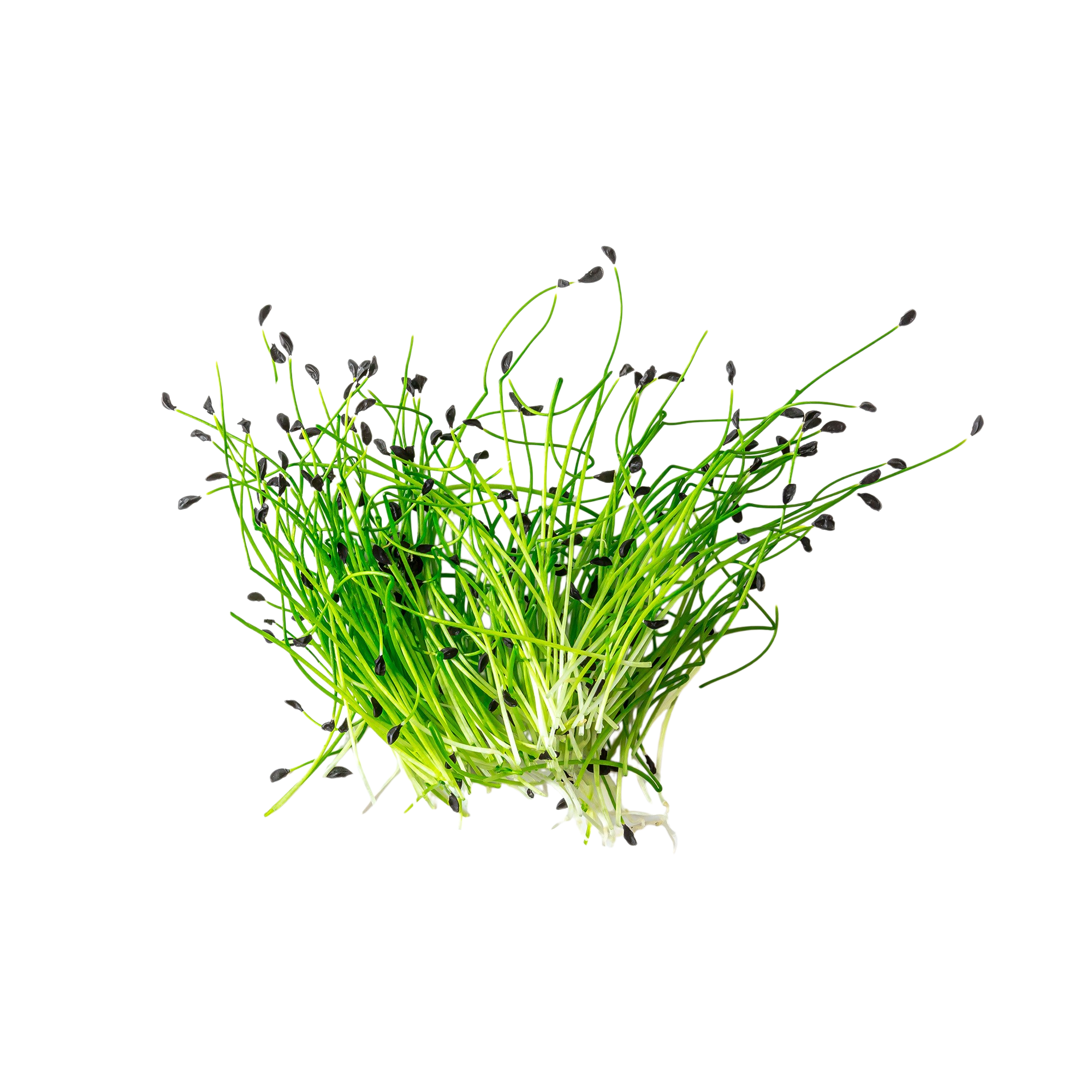 5+ Microgreen Chives Fresh Micro Greens Chives